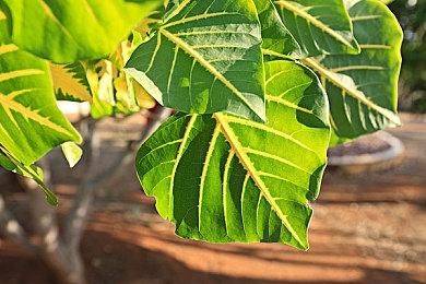 《地下城与勇士：决斗》正式预告发布 2022年夏季发售