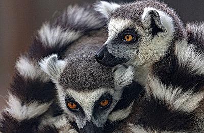 《街霸6》追加角色“艾琳娜”登场  6月5日同步NS2上线